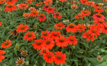 mehrjähriger kräuter